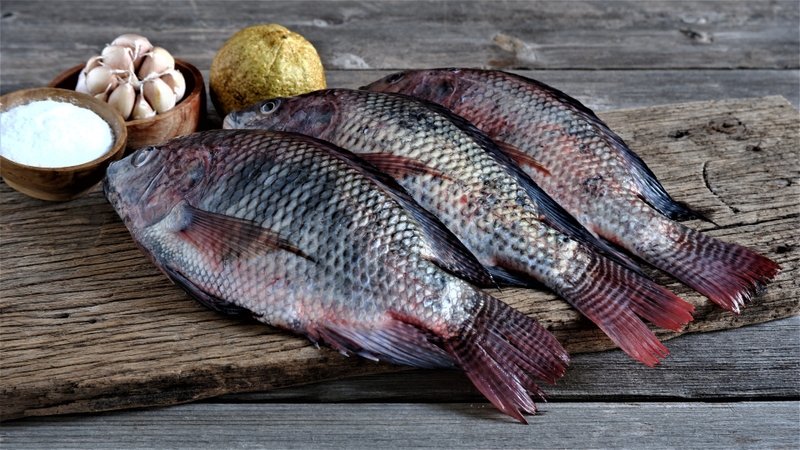 5 loại cá giàu vitamin D tốt cho hệ miễn dịch 2