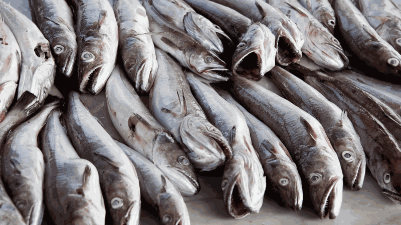 5 loại cá nên ăn thường xuyên để giảm cân và mỡ nội tạng 3