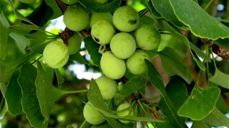 5 loại củ quả không nên ăn cả vỏ vì dễ gây ngộ độc 5