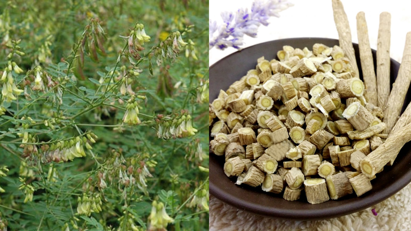 5 loại thảo dược quen thuộc có tác dụng làm đẹp da 2