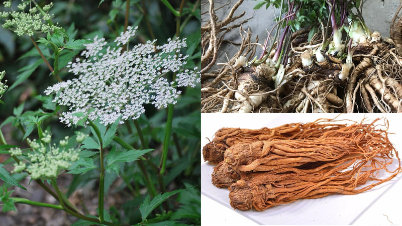 5 loại thảo dược quen thuộc có tác dụng làm đẹp da 3