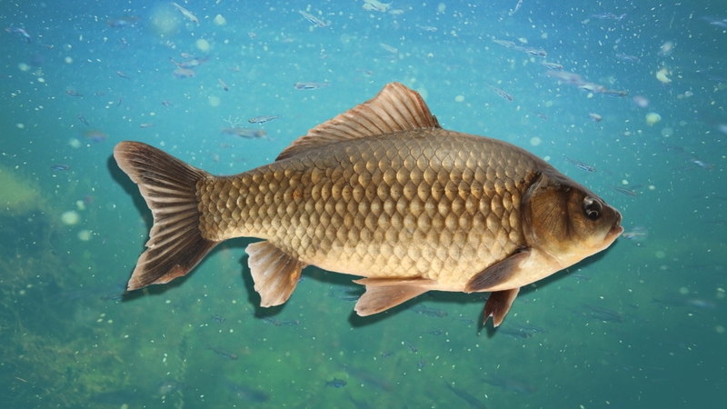 5 loại thực phẩm tốt cho gan nên ăn vào mùa đông 1