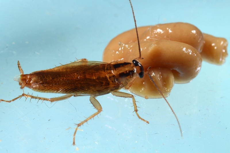 5 loại thuốc diệt gián Đức hiệu quả hiện nay 1