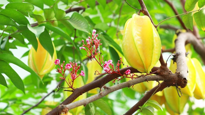 5 Lợi ích bất ngờ của trái khế đối với sức khỏe không phải ai cũng biết 1