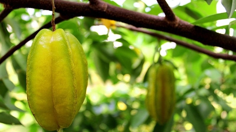 5 Lợi ích bất ngờ của trái khế đối với sức khỏe không phải ai cũng biết 3