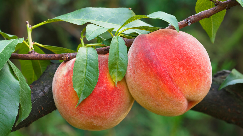 5 lưu ý khi ăn đào tránh axit uric tăng cao 3