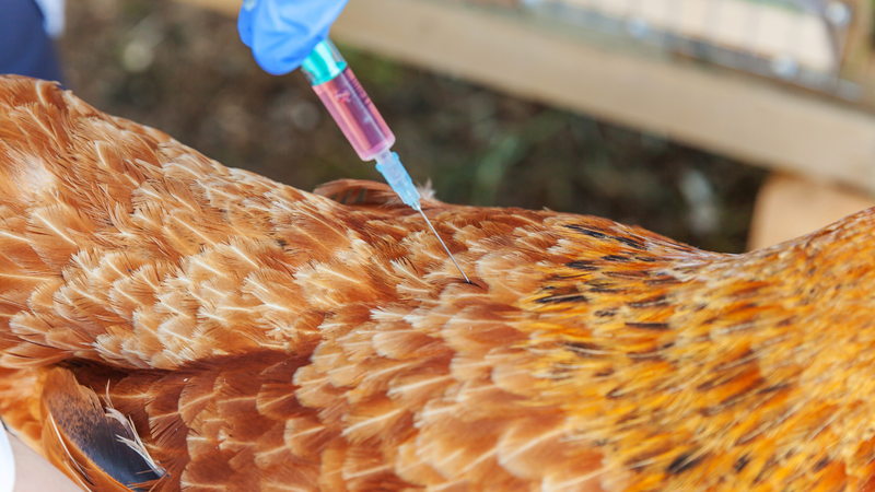 5 lý do không nên ăn thịt gà hàng ngày 3