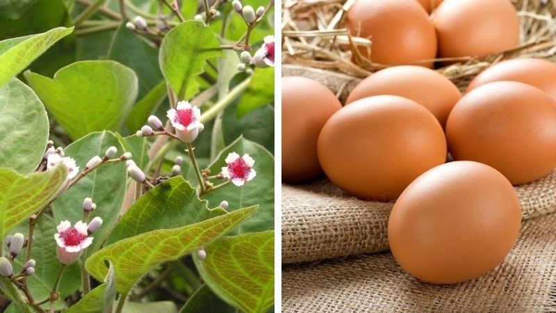 Lá mơ lông và trứng gà giúp chữa trào ngược dạ dày