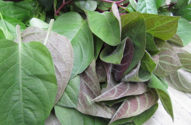 Những lưu ý khi dùng lá mơ lông