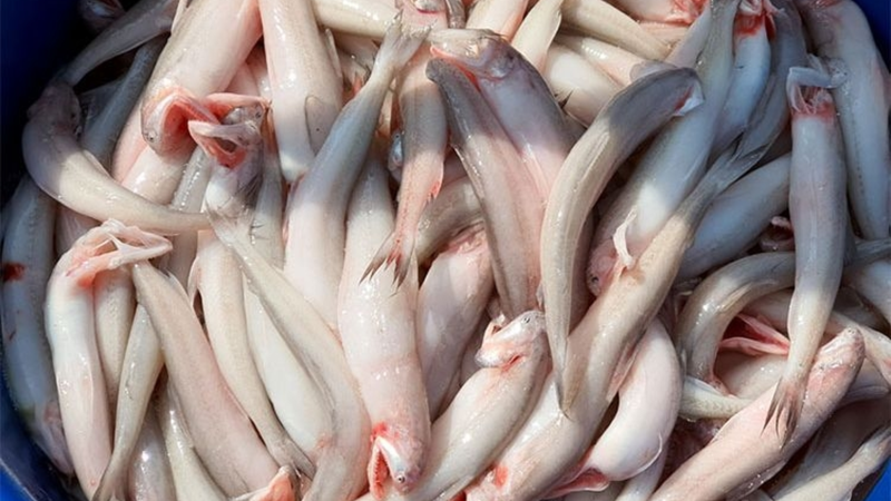 Một số người mắc các bệnh ngoài da cũng được khuyến cáo hạn chế ăn hải sản, bao gồm cá khoai