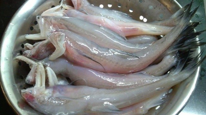 Nếu không thuộc các nhóm đối tượng cần kiêng, cá khoai vẫn là thực phẩm mang lại nhiều lợi ích cho sức khỏe