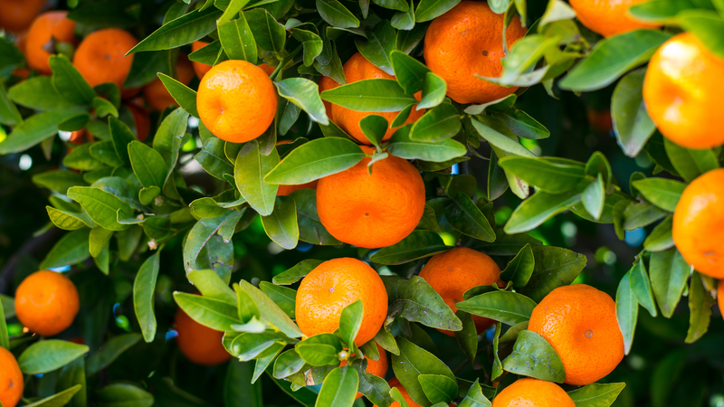 5 thực phẩm giàu collagen tốt cho người sau 50 tuổi 3