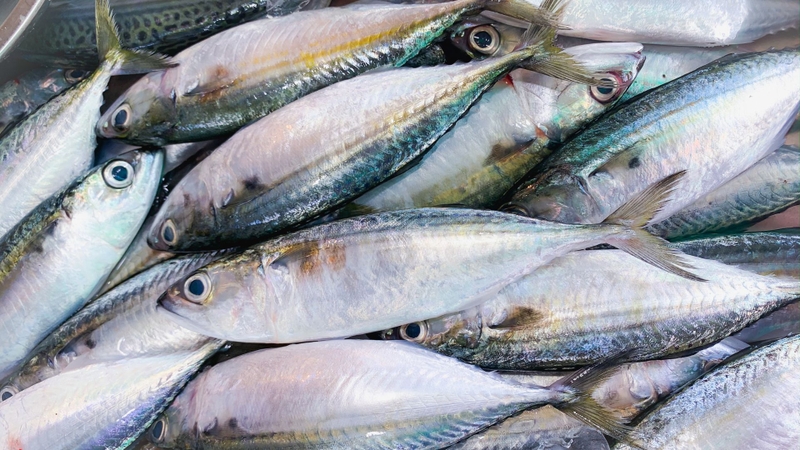 Cá béo chứa chất béo tốt, hỗ trợ tim mạch, não bộ và cân bằng nội tiết