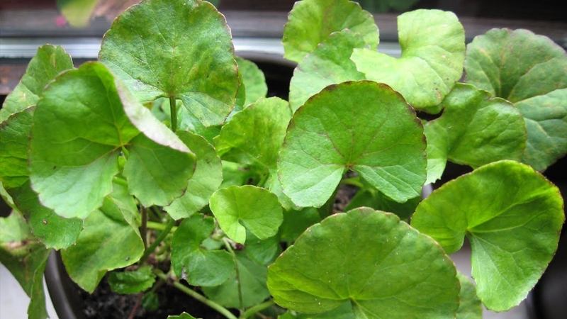 6 cách chữa bệnh dị ứng nổi mề đay tại nhà nhanh nhất 1