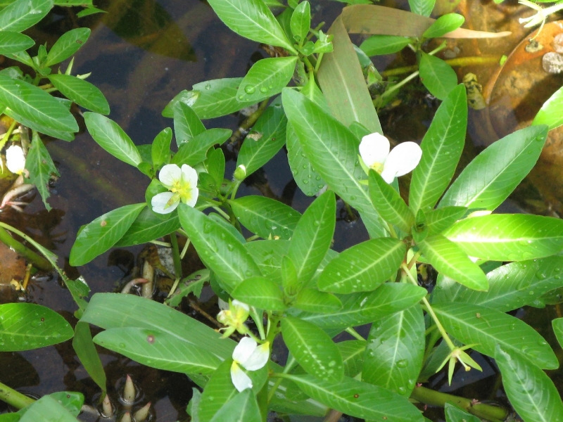 6 cách chữa sỏi bàng quang dân gian tại nhà hiệu quả 1