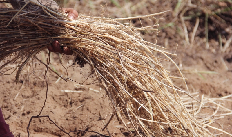 6 cách chữa sỏi bàng quang dân gian tại nhà hiệu quả 2