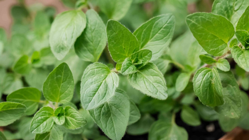 6 công dụng đối với sức khỏe của Oregano dựa trên cơ sở khoa học
