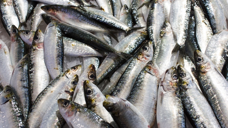 Cá mòi tuy có kích thước nhỏ nhưng lại là nguồn dinh dưỡng dồi dào vitamin D, canxi và omega-3
