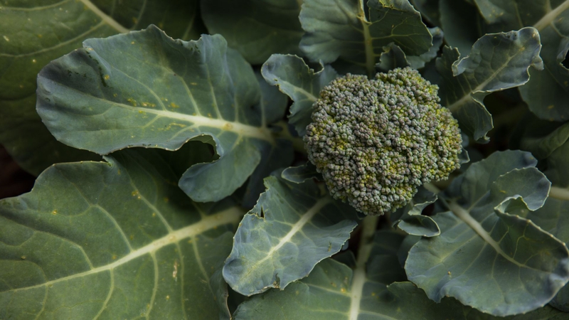 Bông cải xanh có nhiều khe kẽ, dễ giữ bụi bẩn và hóa chất