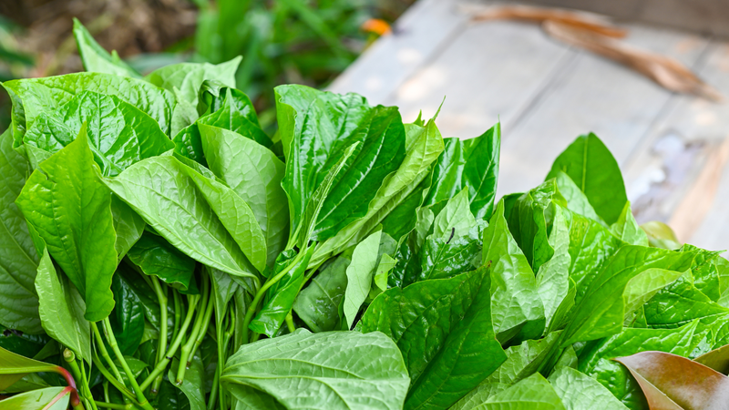 6 loại rau thơm ăn thường xuyên sẽ giúp bạn sống khoẻ 3