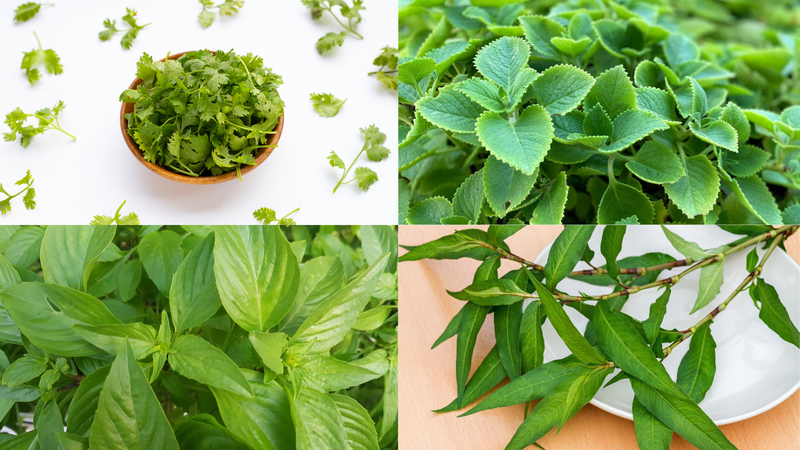 6 loại rau thơm ăn thường xuyên sẽ giúp bạn sống khoẻ 4