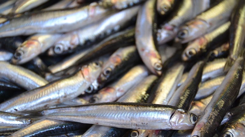 6 loại thực phẩm giàu vitamin B12 giúp giảm mỡ bụng hiệu quả4