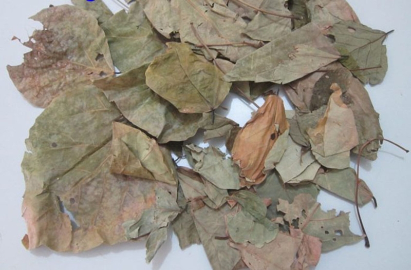 7 công dụng của lá vông nem đối với sức khỏe 3