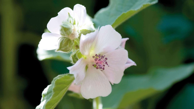 7 công dụng thảo dược của rễ Marshmallow