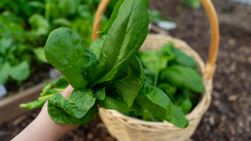 7 loại trái cây và rau tăng cường hệ miễn dịch hiệu quả 2