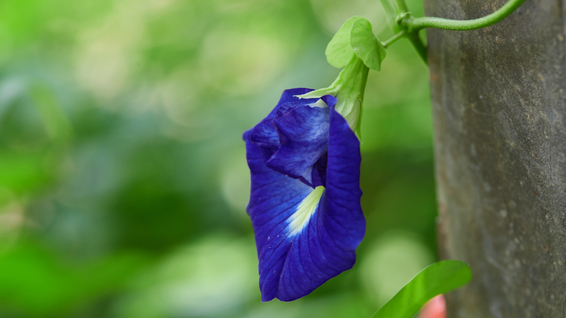 7 lợi ích sức khỏe từ hoa đậu biếc 1