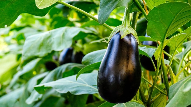 7 lý do nên thêm cà tím vào chế độ ăn 1