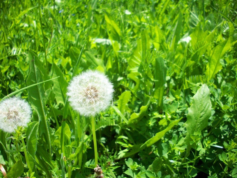 7 phương pháp chữa bệnh tắc tia sữa tại nhà hiệu quả