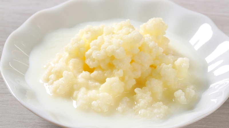 Nấm Kefir có thể tiềm ẩn nguy cơ cho người suy giảm miễn dịch