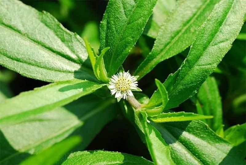 7 vị thuốc bổ thận đông y tăng cường sức khỏe được đánh giá cao nhất hiện nay 3