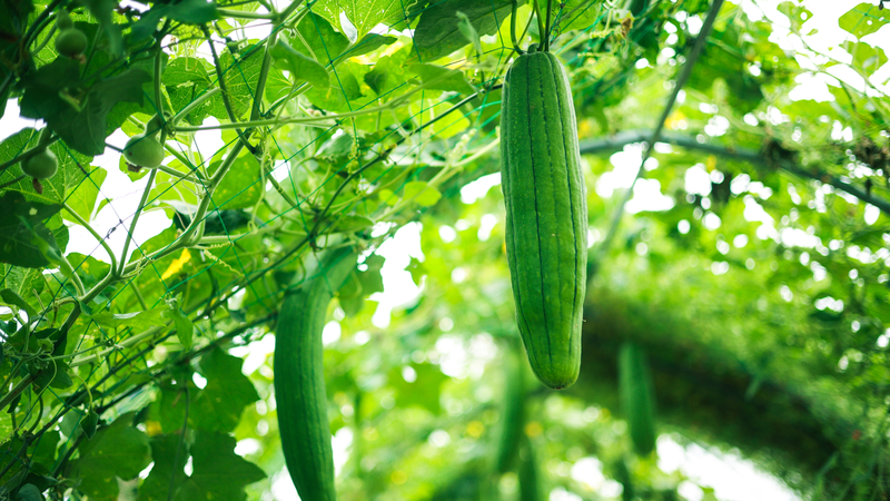 Mướp chứa nhiều nước và ít calo giúp cơ thể nhẹ nhàng hơn