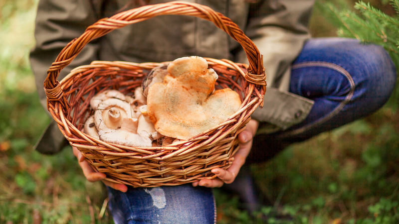 8 lợi ích bất ngờ từ việc ăn nấm thường xuyên 3
