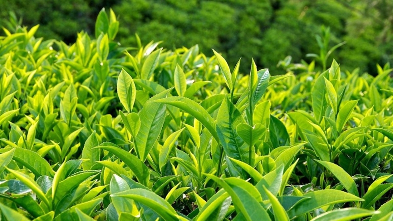 8 lợi ích sức khỏe khi uống trà xanh mỗi ngày 2