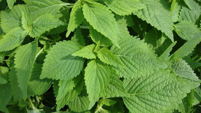 8 thực phẩm không nên kết hợp với thịt gà nhất định phải nhớ 4