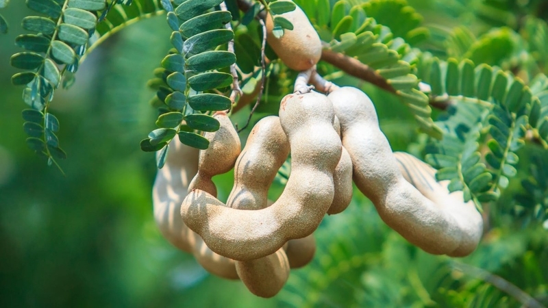 Trái me có nhiều chất xơ, chất chống oxy hóa, kali và magie