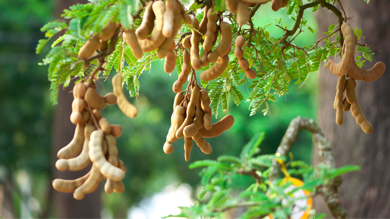 Trái me bổ sung 43% nhu cầu vitamin B1 hàng ngày