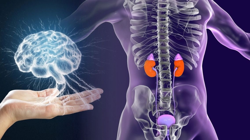 Adrenaline và Dopamine là các chất dẫn truyền thần kinh quan trọng