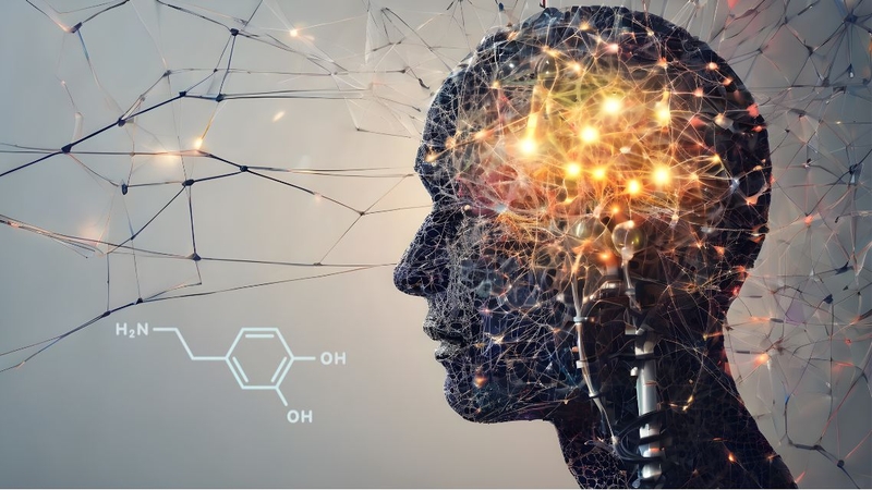 Dopamine được tổng hợp tại nhiều vùng của não