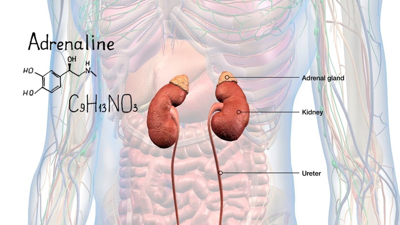 Adrenaline được sản xuất chủ yếu ở tuyến thượng thận