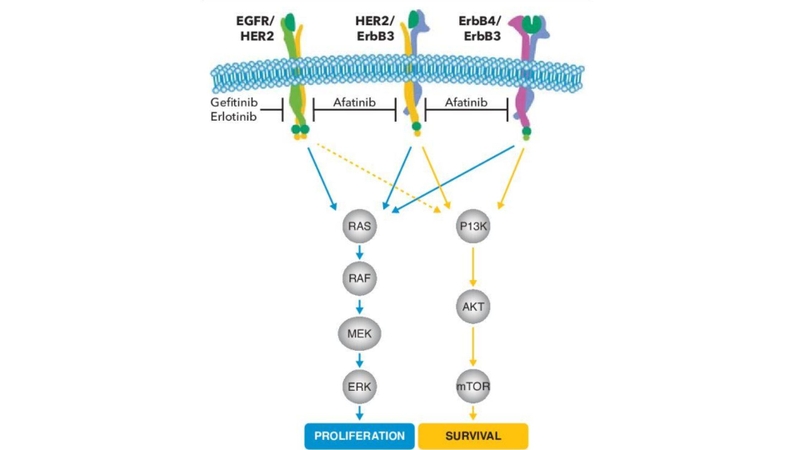 Afatinib là thuốc ức chế nhóm thụ thể ErbB có tính chọn lọc cao