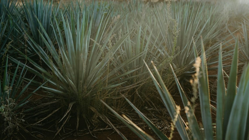 Agave Nectar là gì? Dinh dưỡng và lợi ích sức khỏe của Agave Nectar 1