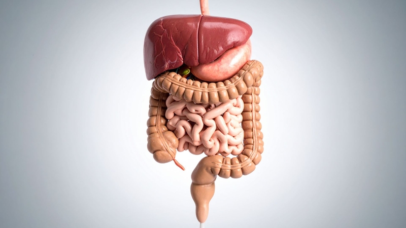 Alectinib chủ yếu được thải trừ qua đường mật và phân