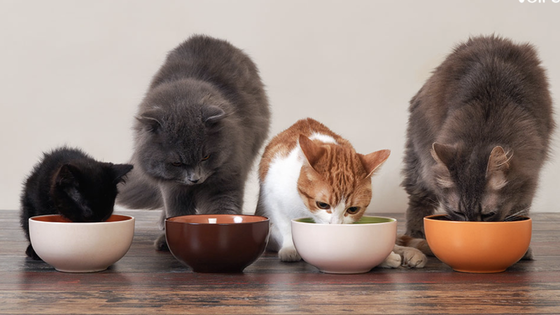 an-chung-voi-meo-co-sao-khong 1