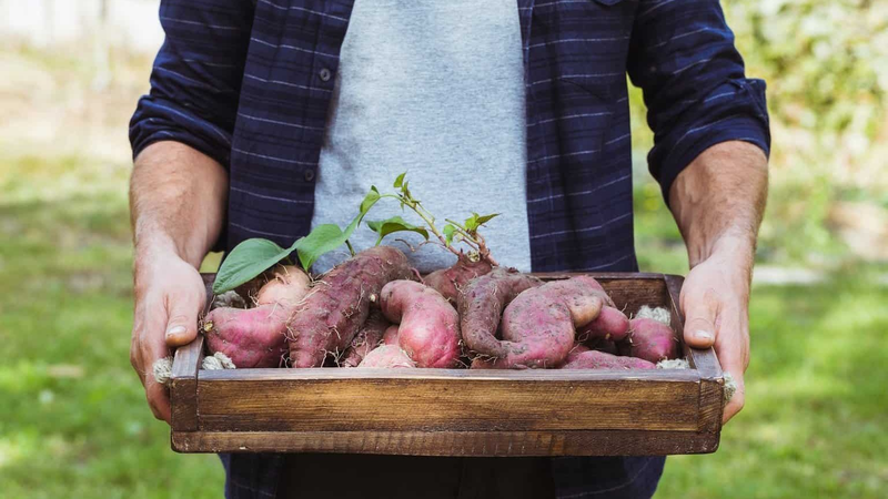 Ăn khoai lang lúc đói có tốt không? Nên ăn vào buổi tối hay sáng? 4