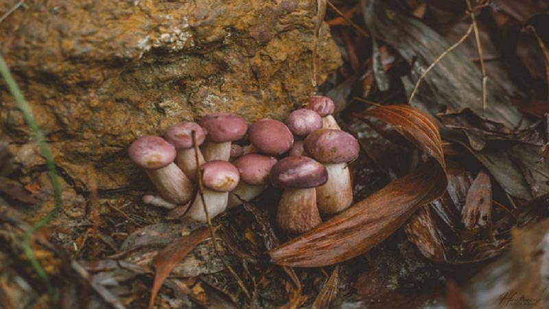 Ăn nấm tràm có độc không? Gợi ý một số món ăn sử dụng nấm tràm cho bạn 2