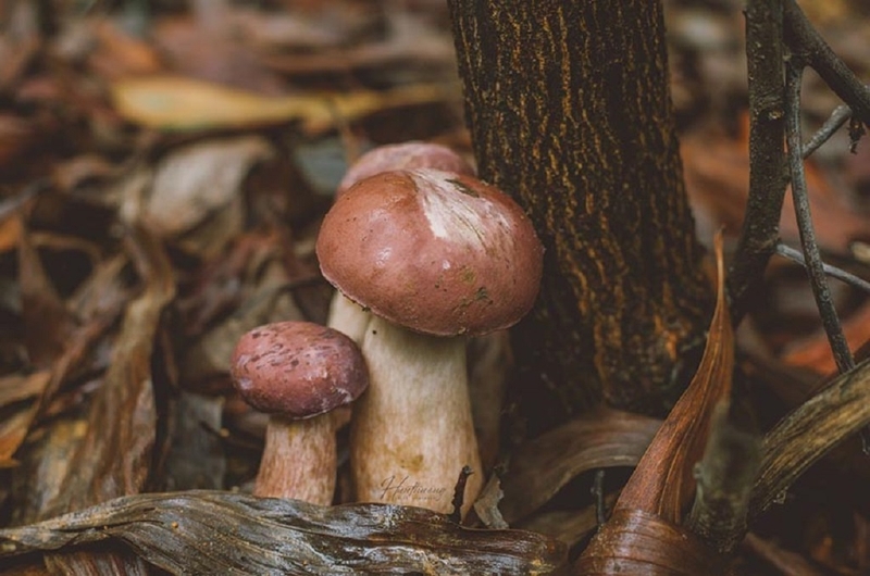 Ăn nấm tràm có độc không? Gợi ý một số món ăn sử dụng nấm tràm cho bạn 3